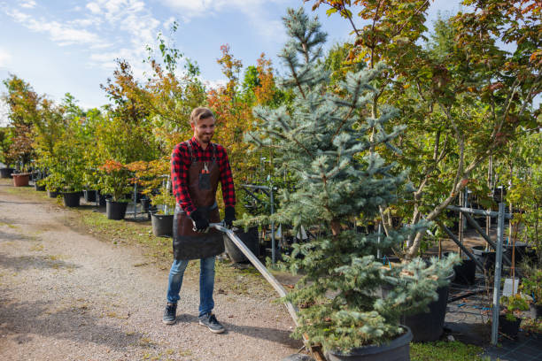 How Our Tree Care Process Works  in Claycomo, MO